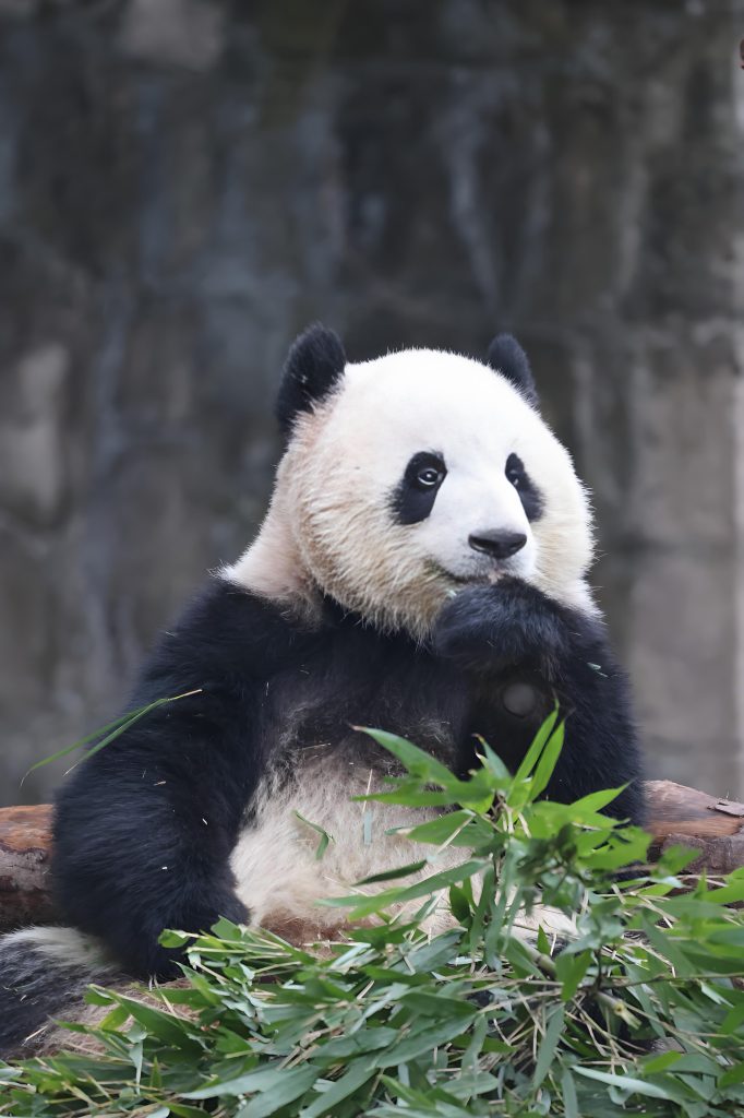 重庆动物园游玩指南